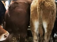 أبقار (دفعة، الجنس غير محدد), Simmental cattle — الصورة 4