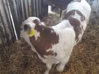 मवेशी (लॉट, लिंग निर्दिष्ट नहीं), Simmental cattle — फ़ोटो 6