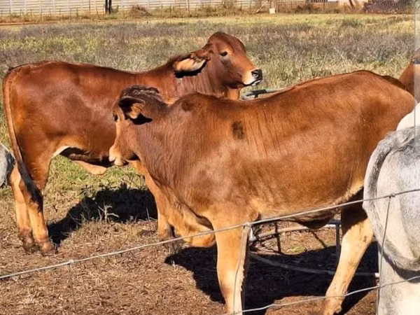 Bovinos (lote, sexo no especificado), Ganado vacuno