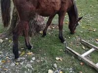 Caballo, Caballos — foto 5
