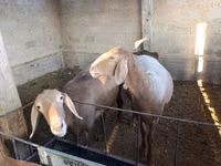 Schaf, Arashan sheep — Foto 2