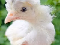 Chickens — Foto 2