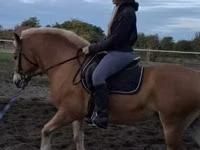 Hengst, Haflinger — Foto 1