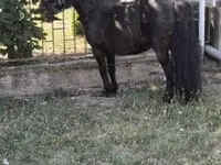 Horse (M), Australian Pony — photo 4