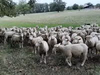Schaf, Ile-de-France sheep — Foto 6