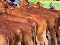 母牛, Cattle — 照片 1