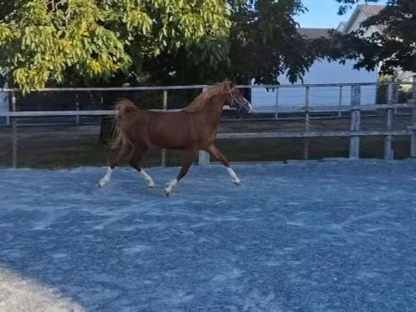 Horse (M), Horses