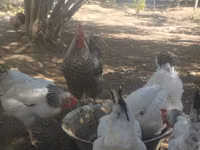 Gallina eslovena barrada — foto 4