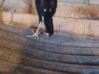 Guinea fowl — Foto 2