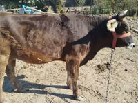 Kuh, Swiss cattle — Foto 1