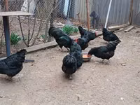 Australorp — Foto 1
