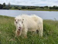 تيس, LaMancha goats — الصورة 3