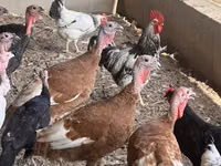 Turkeys — photo 2