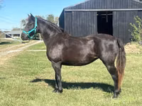 Stute, Black Sea breed — Foto 7