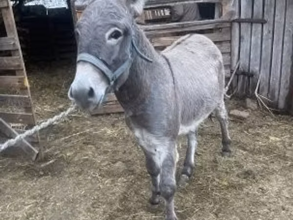 Horse (M), Horses