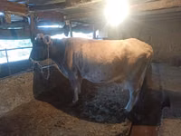 Cow, Brown Latvian — photo 1