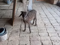 كبش, Arabi sheep — الصورة 2