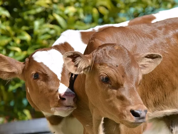 Cattle (batch, sex not specified), Cattle