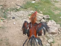 Chickens — 照片 8