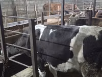 Vaca, Raza Holstein — foto 2