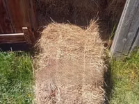 Boma Rhodes Hay for Sale — الصورة 1