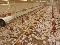 Chickens — Foto 5