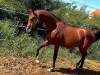Horse (M), Arabian horse — photo 1