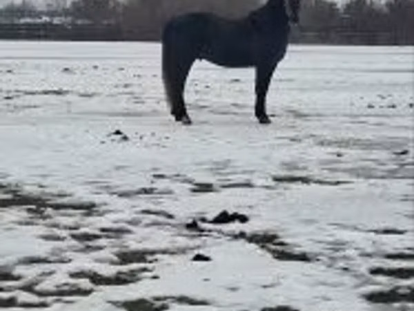 公马, Lipizzaner