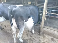 Cow, Holstein breed — photo 1