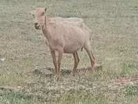 Ziegenbock, Alpine goat — Foto 2