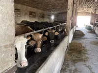 Cow, Russian Black pied cattle — photo 1