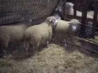 公羊, Ile-de-France sheep — 照片 1