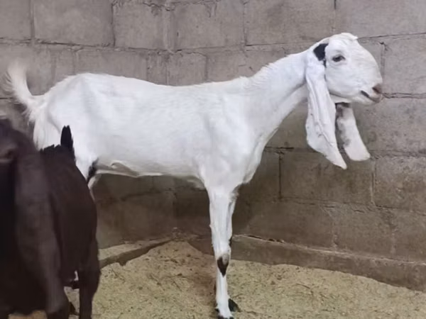 Goat, Kamori goats