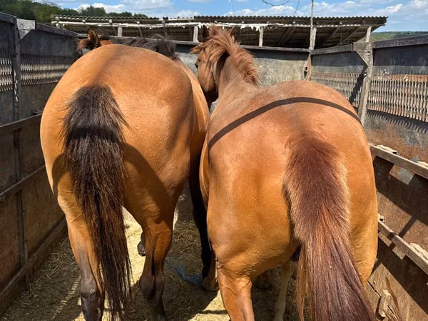 Mare, Horses