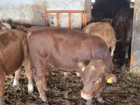 Bull, Simmental cattle — photo 1