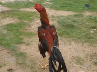 Chickens — 照片 3