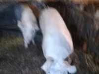 Pigs (batch, sex not specified), Pigs — photo 4