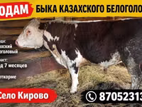 Toro, Cabeza Blanca Ucraniana — foto 1