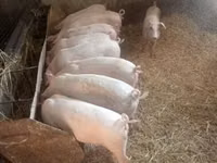 母猪, Pigs — 照片 3