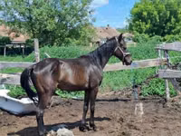 Horse (M), Hungarian horse breed — photo 1