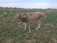 Cow, Brown Mountain — photo 1