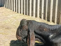 बकरा, Kamori goats — फ़ोटो 2