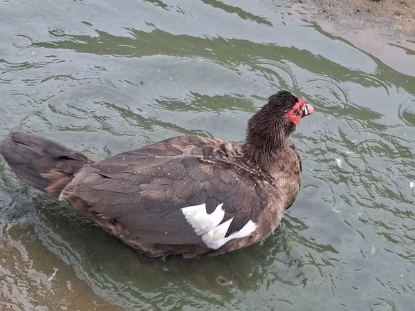 Geese