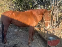 Horse (M), Horses — photo 3
