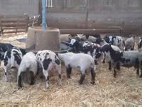 كبش, Zwartbles sheep — الصورة 1