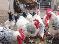 سَسِكس — الصورة 3