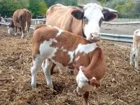 公牛, French Simmental cattle — 照片 5