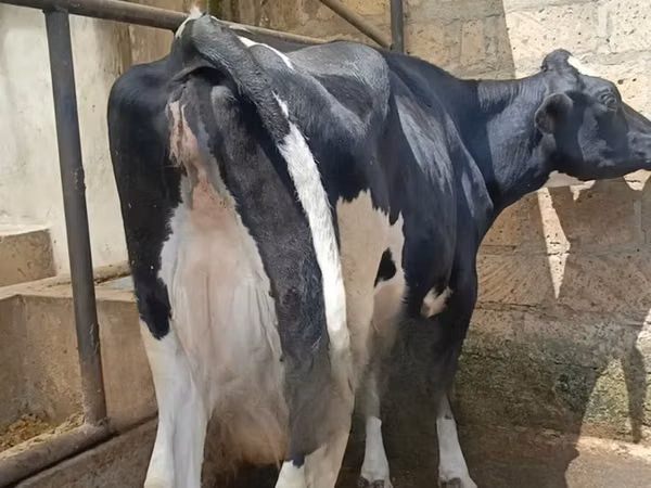 गाय, गोलस्टीन नस्ल