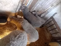Sheep, Sheep — photo 2
