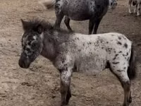 Horse (M), Horses — photo 2